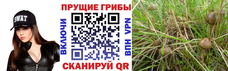 Купить  Зеленогорск  Псилоцибиновые грибы мухоморы 